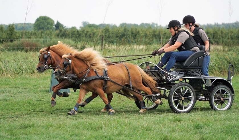 • Een tweespan pony's in de strijd om de Potlooiencup.