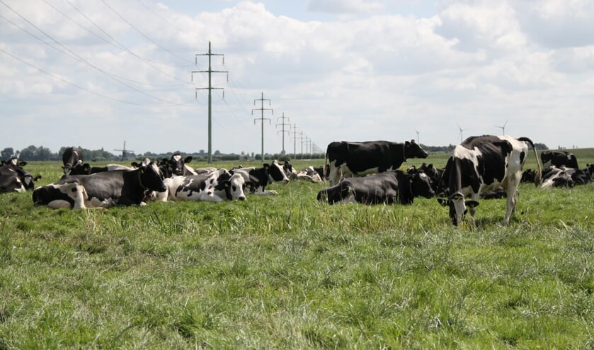 • Muizen bedreigen het grasland van de boeren.
