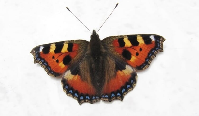 Bekende soorten die als vlinder de winter moeten zien te overleven, zijn Citroenvlinder, Dagpauwoog Kleine vos (foto) en Gehakkelde aurelia.   