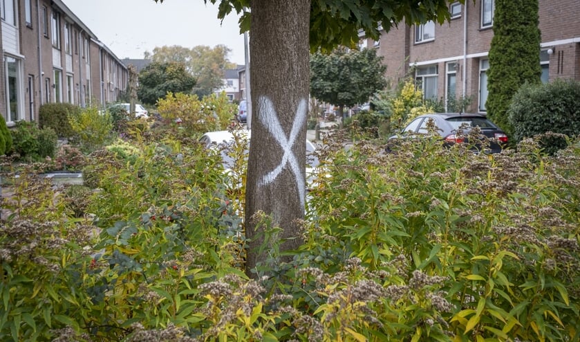 • Eén van de te kappen bomen in Krimpen aan de Lek.