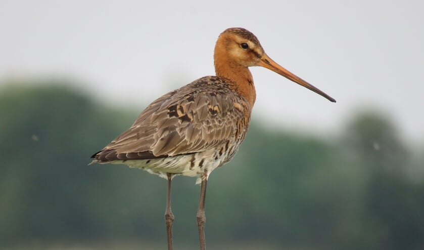 • Bedreigde weidevogel de grutto.