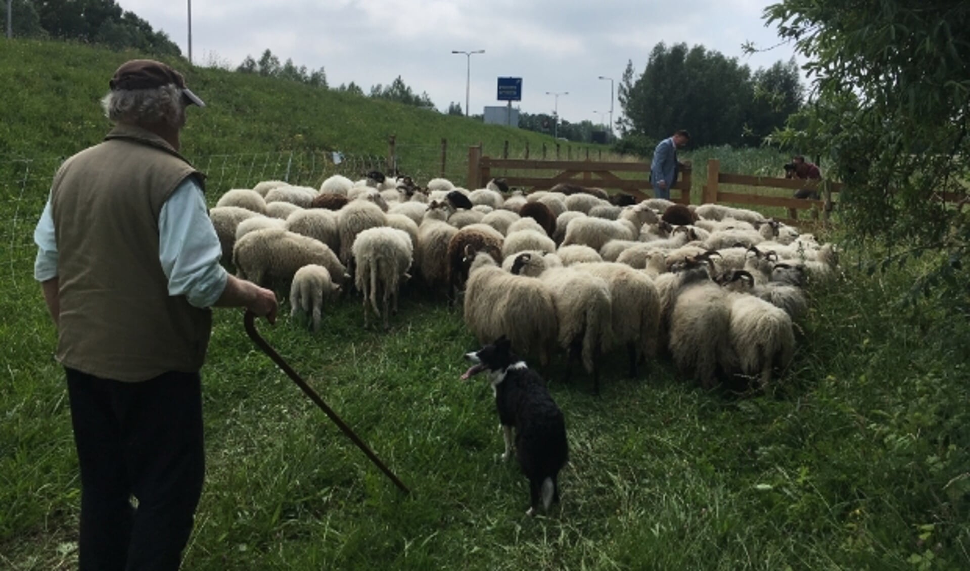 In juni van dit jaar graasden de schapen onder meer nog in IJsselstein, waar burgemeester Van Domburg het hek open deed. Archieffoto