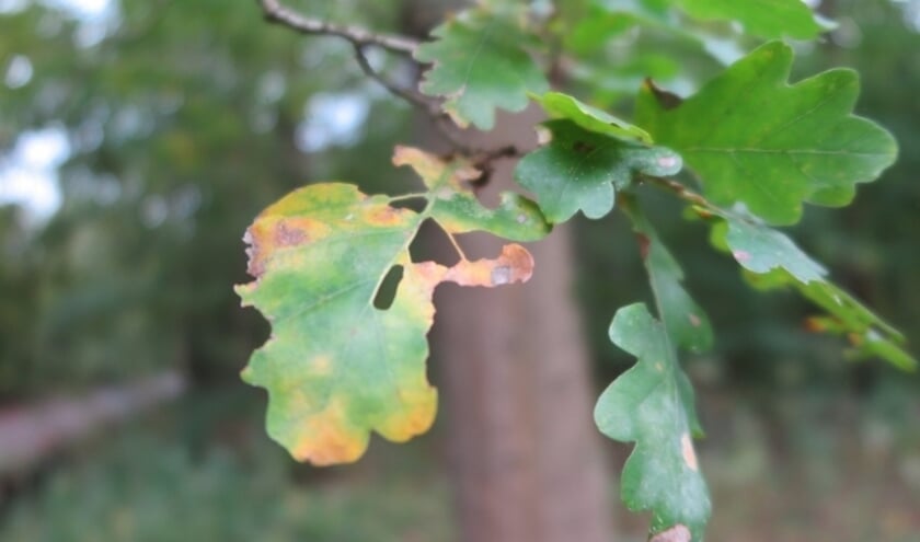 <p>Insecten vraten van dit blad. Bomen en insecten kunnen niet zonder elkaar.</p>