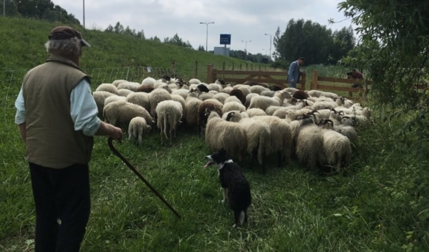 <p>In juni van dit jaar graasden de schapen onder meer nog in IJsselstein, waar burgemeester Van Domburg het hek open deed. Archieffoto</p>