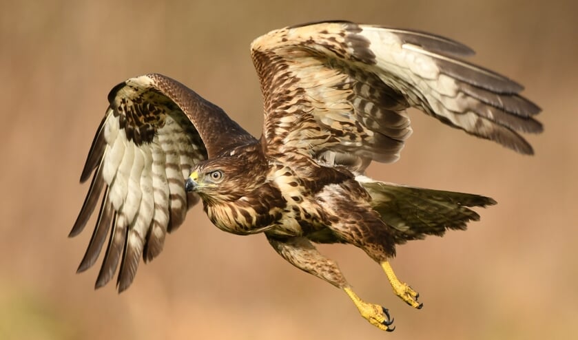 • De buizerd.