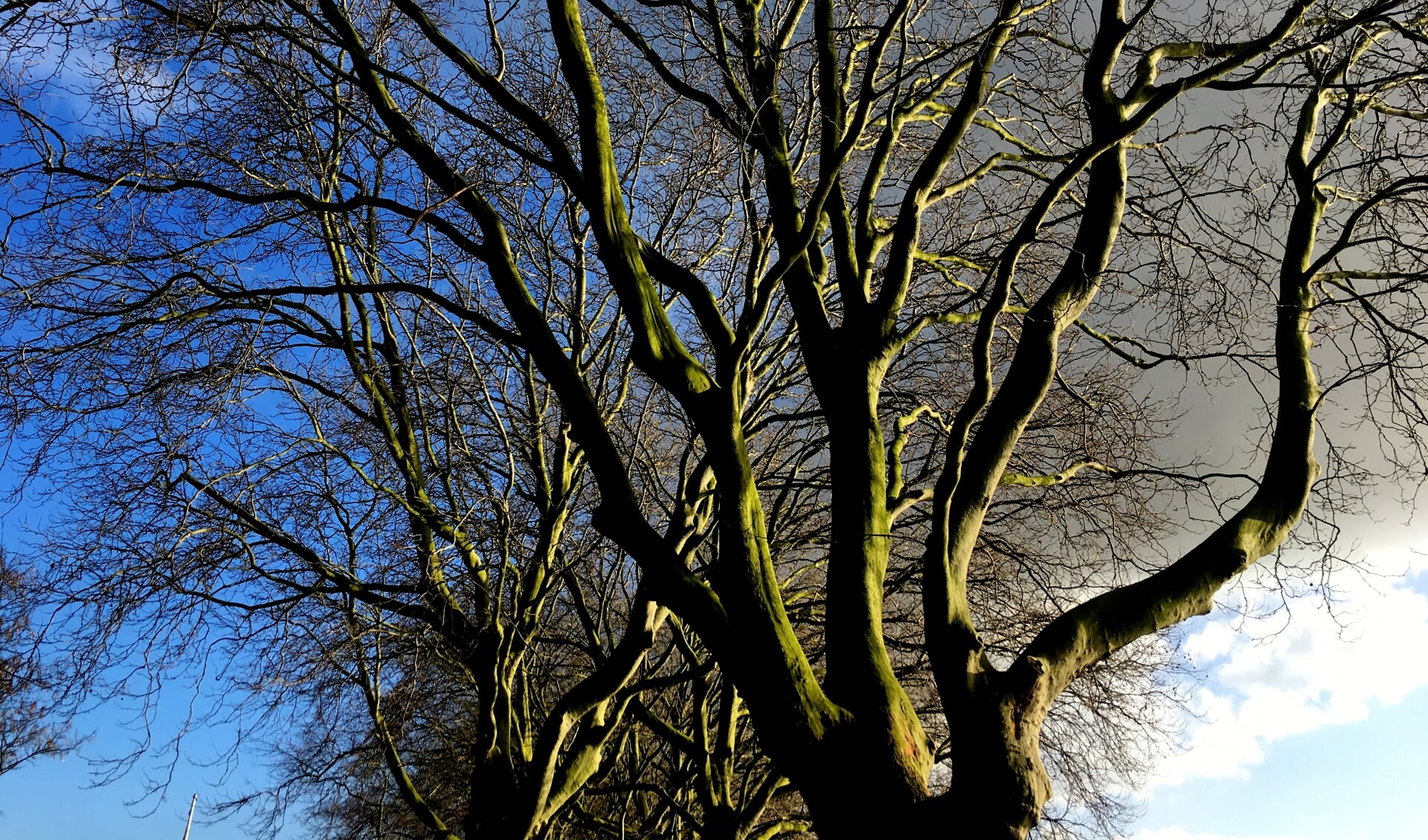 De bomen in Nieuwegein worden eens in de drie jaar gecontroleerd.  