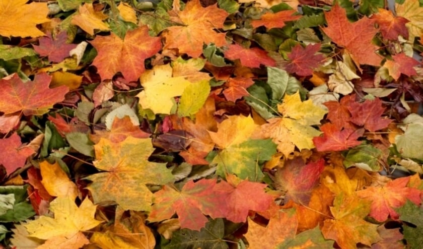 <p>Prachtig herfstblad, wat een mooie kleuren! </p>