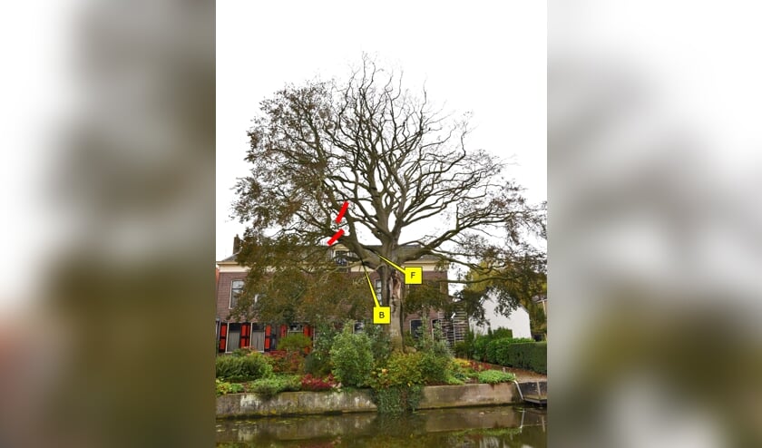 <p>• De eeuwenoude beuk bij museum Paulina Bisdom van Vliet, met daarop aangegeven welke ‘risicotakken’ gesnoeid moeten worden.</p>