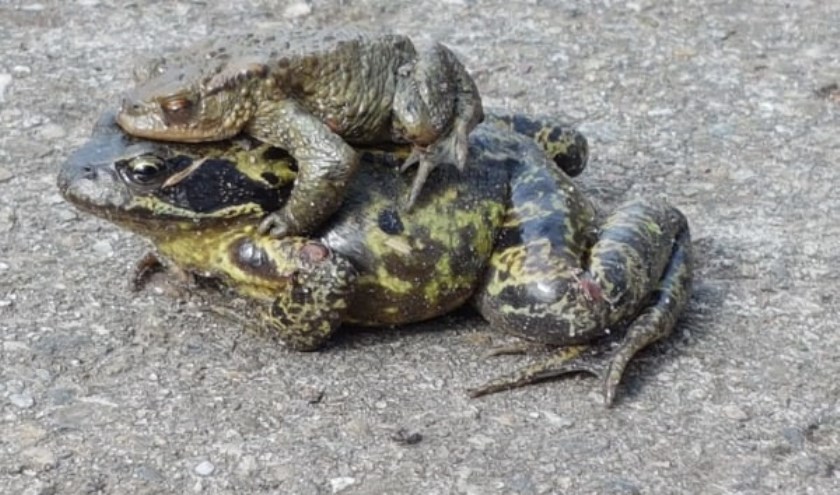 • Bruine kikker draagt een pad.
