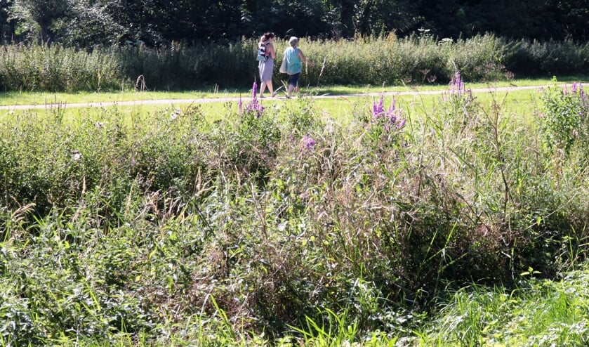 • Ook op de smalle paden van het Loetbos moeten recreanten anderhalve meter afstand van elkaar bewaren.