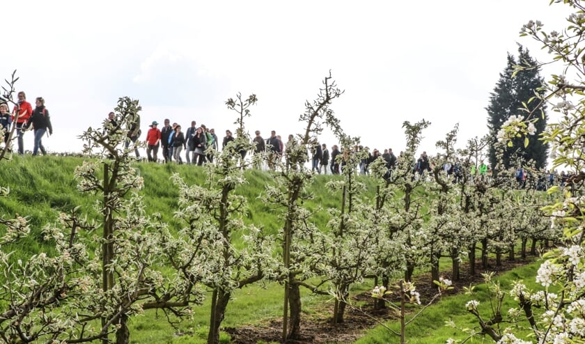 • Dit jaar geen slierten wandelaars op de dijken in Rivierenland.