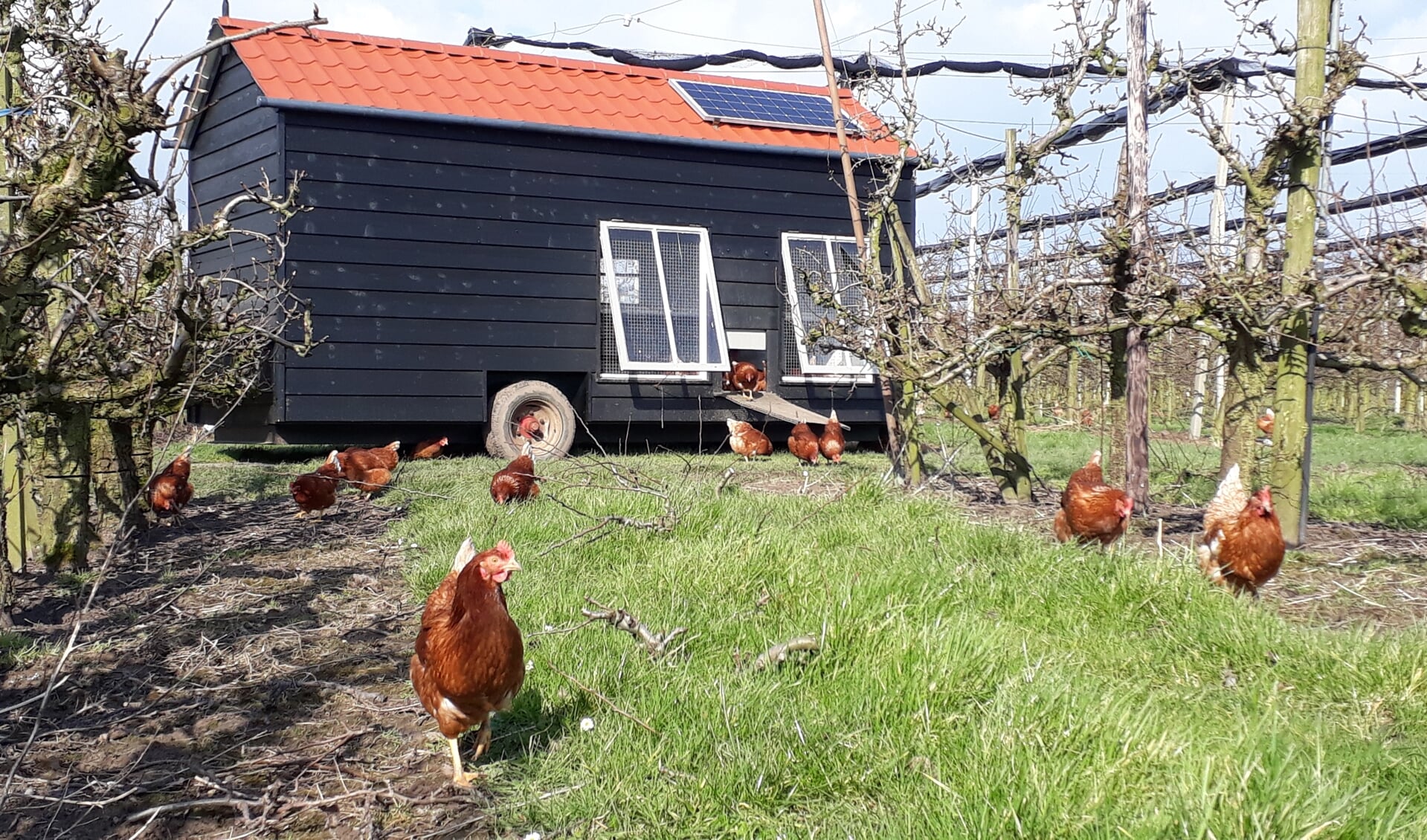 • De mobiele kippenren van de familie Pek uit Langerak.