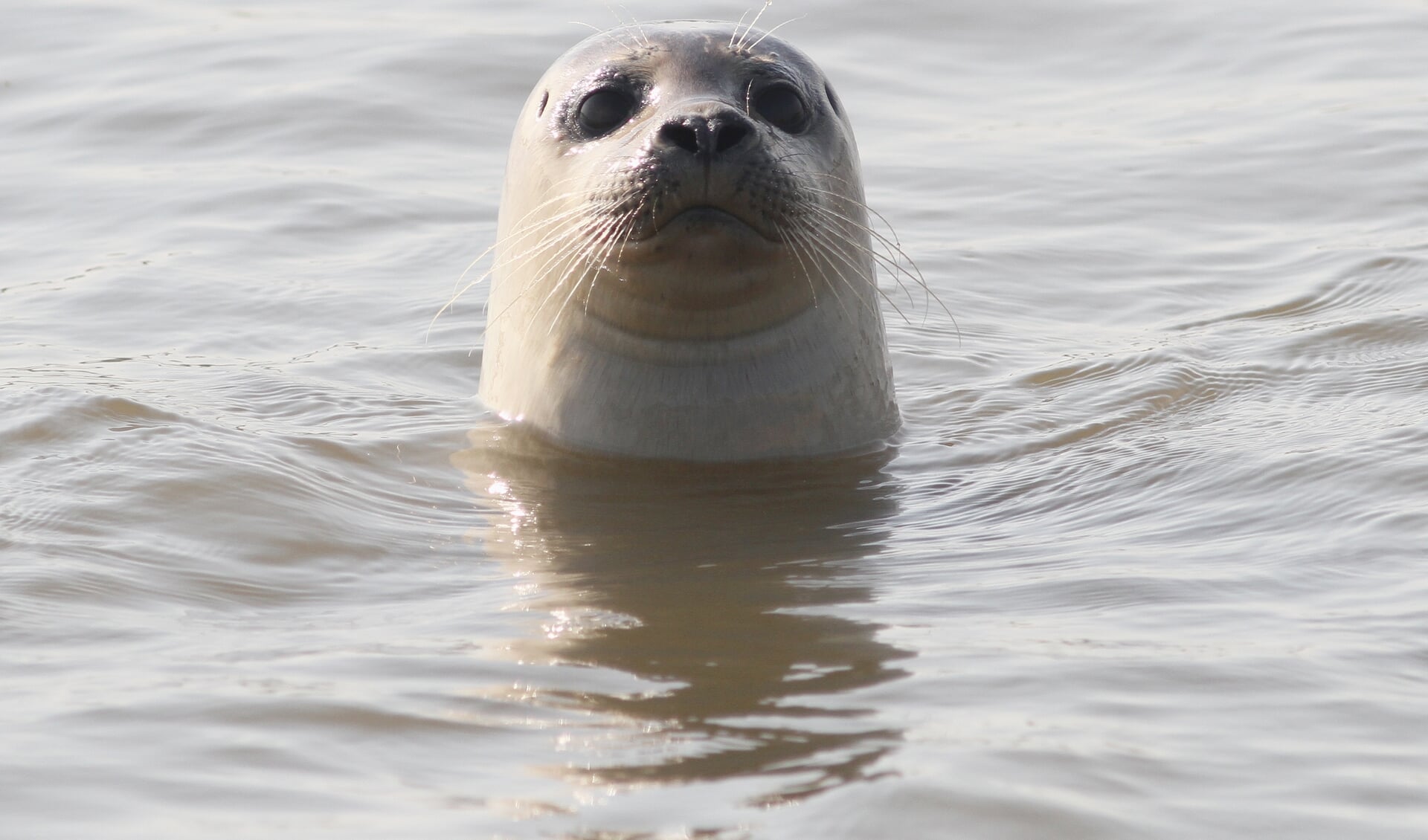 • Arjan Boele wist mooie foto's te maken van de gewone zeehond die hij zag zwemmen in de Lek. 