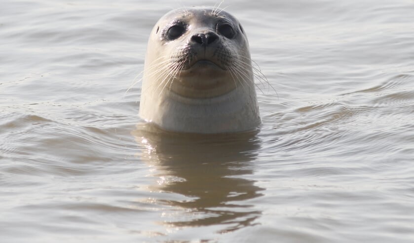 • Arjan Boele wist mooie foto's te maken van de gewone zeehond die hij zag zwemmen in de Lek.