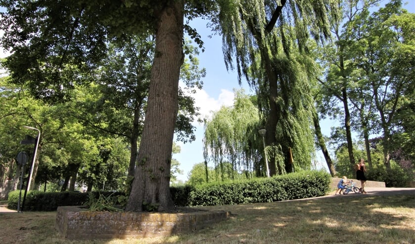 • Wilhelminaboom in Schoonhoven.