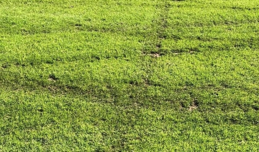 • Schade aan het veld van Heerjansdam.