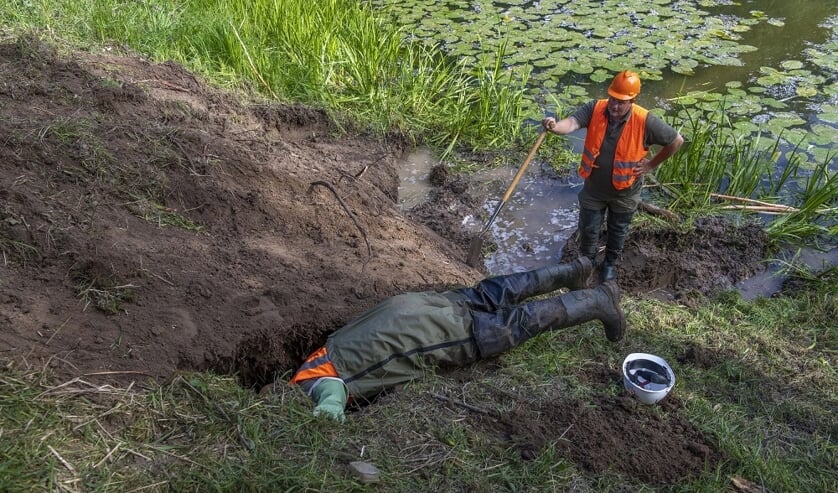 • Dinsdag 19 mei groef Waterschap Rivierenland in de Waaldijk nabij Dodewaard enkele gangen uit van een bever. Voor ingrepen als deze moet het nieuwe beverprotocol gaan gelden.