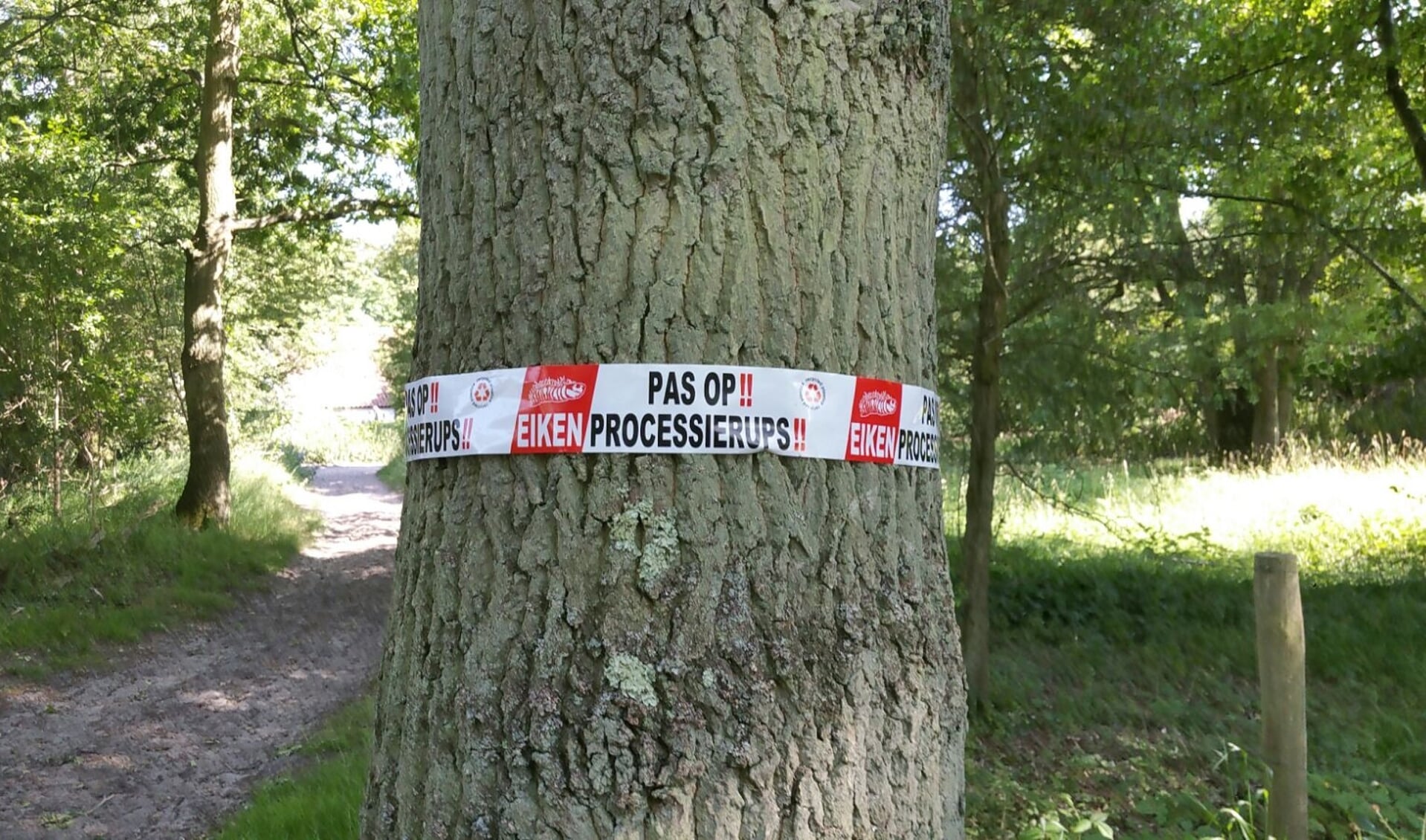 • Een waarschuwingslint om een boom waar de eikenprocessierups zit.