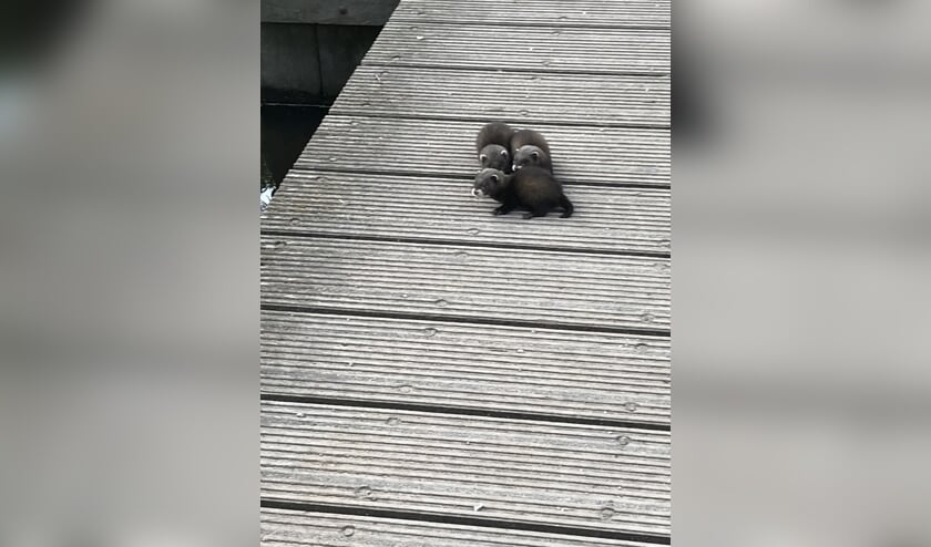 • De drie jonge bunzings op het bruggetje in het Loetbos.