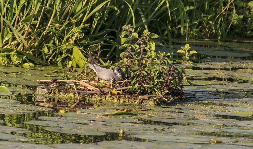 • Broedende zwarte stern op een nestvlotje.