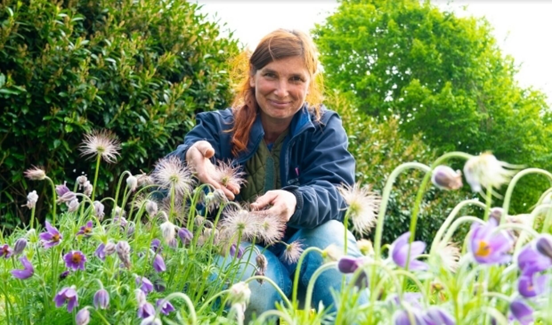 Jeanette van de Tuinen van Appeltern laat zien dat Wildemanskruid een goed voorbeeld is van een mooie plant die weinig water nodig heeft.
