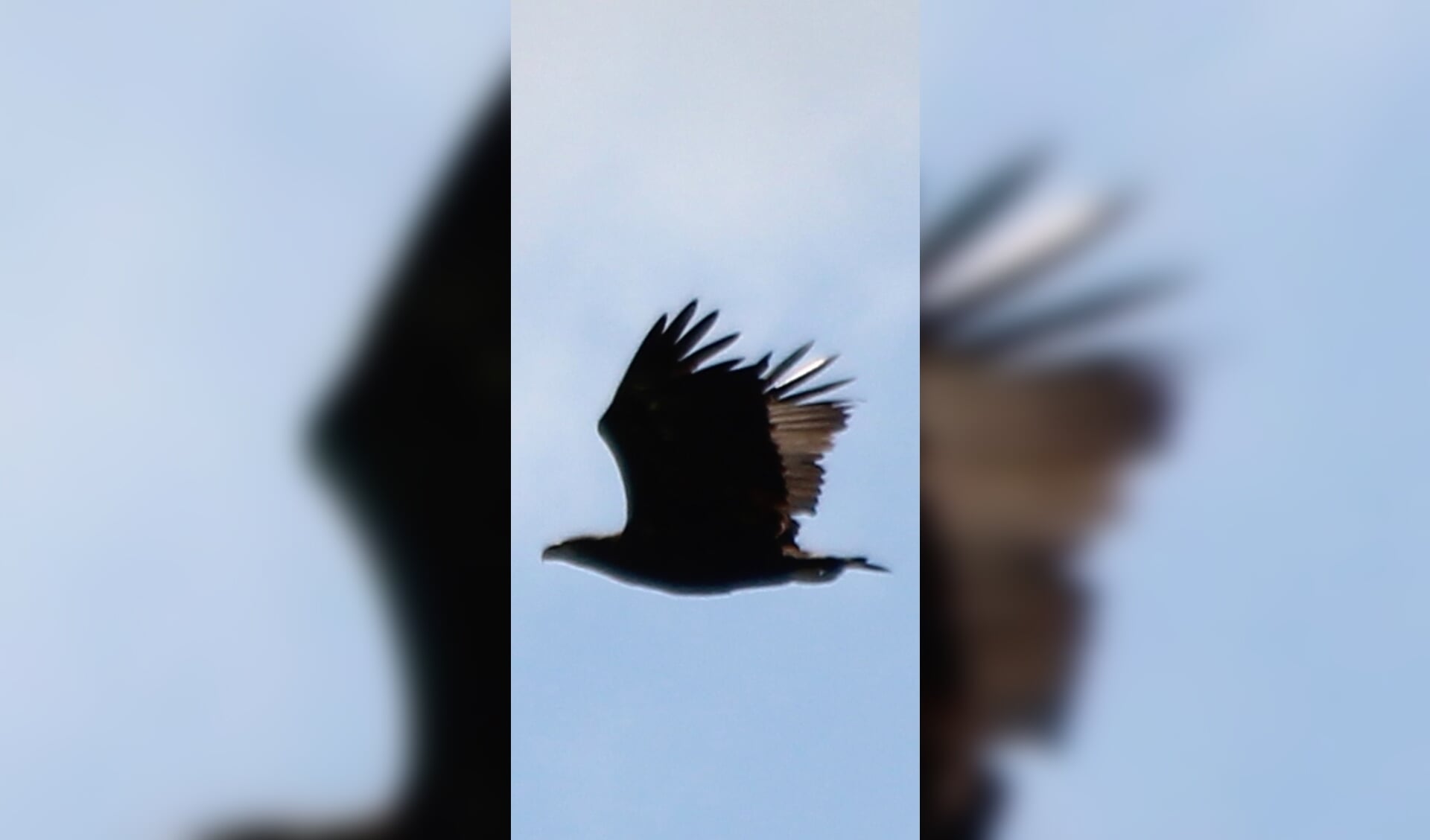 • De zeearend die Ilse zag in de lucht tussen Berkenwoude en Ouderkerk.