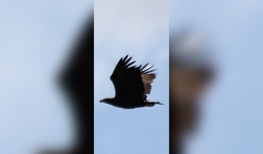 • De zeearend die Ilse zag in de lucht tussen Berkenwoude en Ouderkerk.