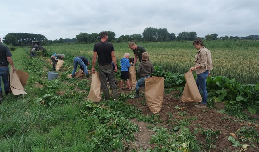 • Op zaterdag 25 juli rooiden de pachters van de Struikwaard de eerste aardappelen.