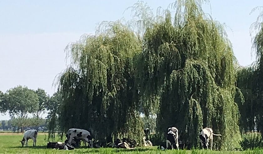 • Jongvee graast en rust in en nabij de schaduw van een treurwilg.
