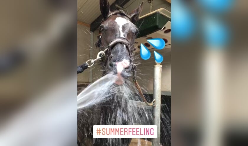 Petri Bax zorgt voor verkoeling van de paarden na training.