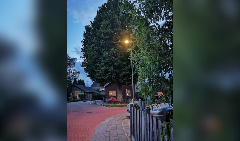 De plataan aan In Het Rietwerf in Hank.