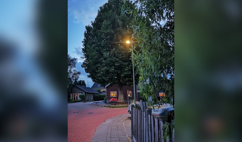 De plataan aan In Het Rietwerf in Hank.
