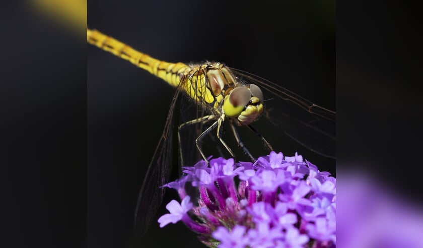 • De winnende foto van Theo Jaspers.