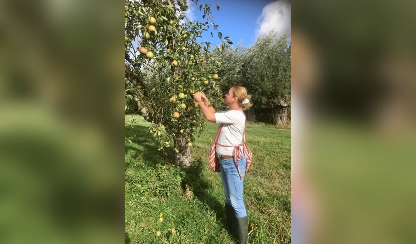 • Wethouder Hendriksen plukt enkele peren.