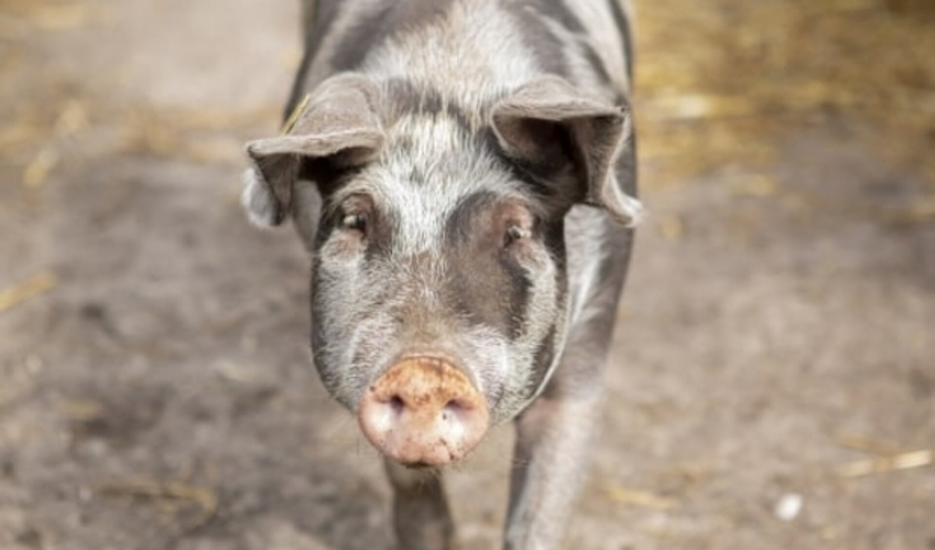 Eén van de varkens van Boerderij Van Rossum. Foto: Sabine Grootendorst/Varkens in Nood