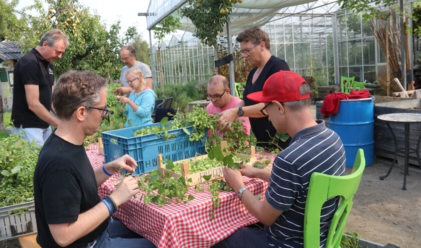 • Eensgezind worden de stengels en bladeren van de hopbel verwijderd.