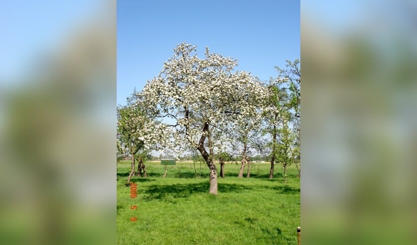 Eind januari organiseert Den Hâneker een snoeicursus voor fruitbomen.