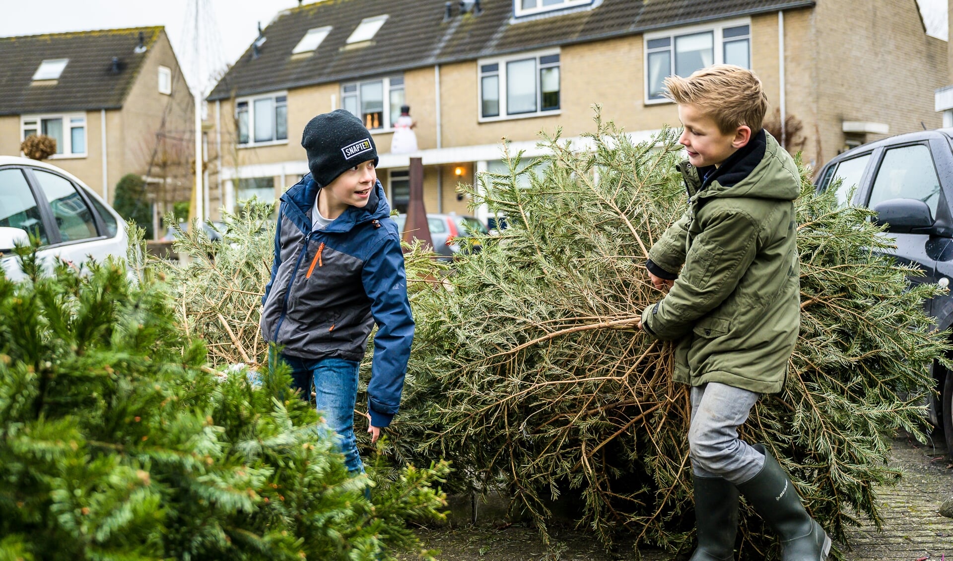 • Kinderen zijn elk jaar druk in de weer met het ophalen van kerstbomen.