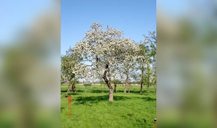 Eind januari organiseert Den Hâneker een snoeicursus voor fruitbomen.