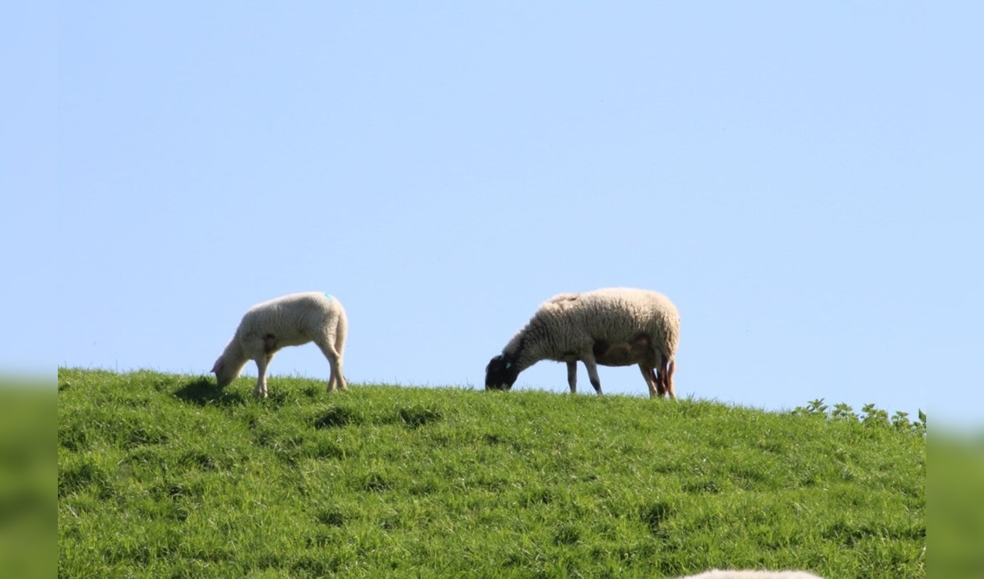 Deze schapen mogen de komende maanden niet de Lekdijk op. Ander vee overigens ook niet.