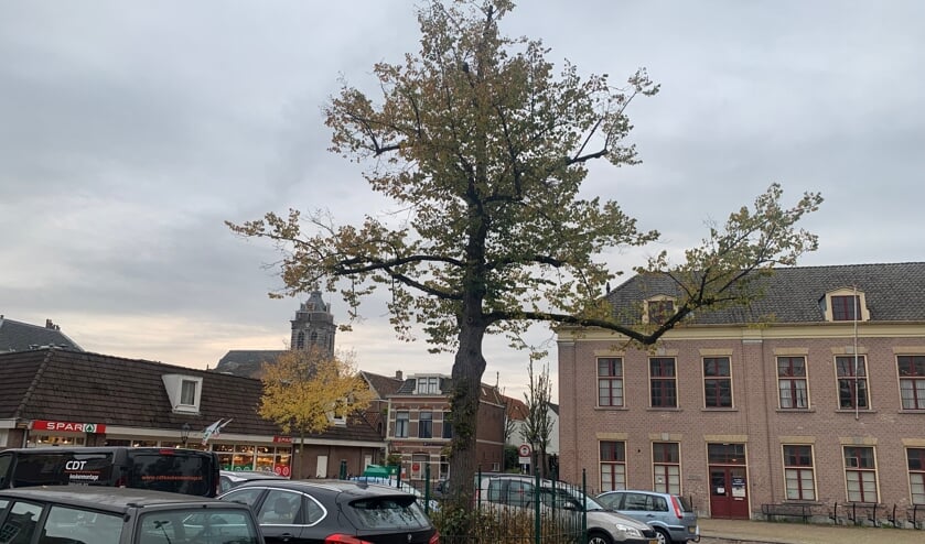 <p>• De Julianaboom op het Doelenplein.</p>