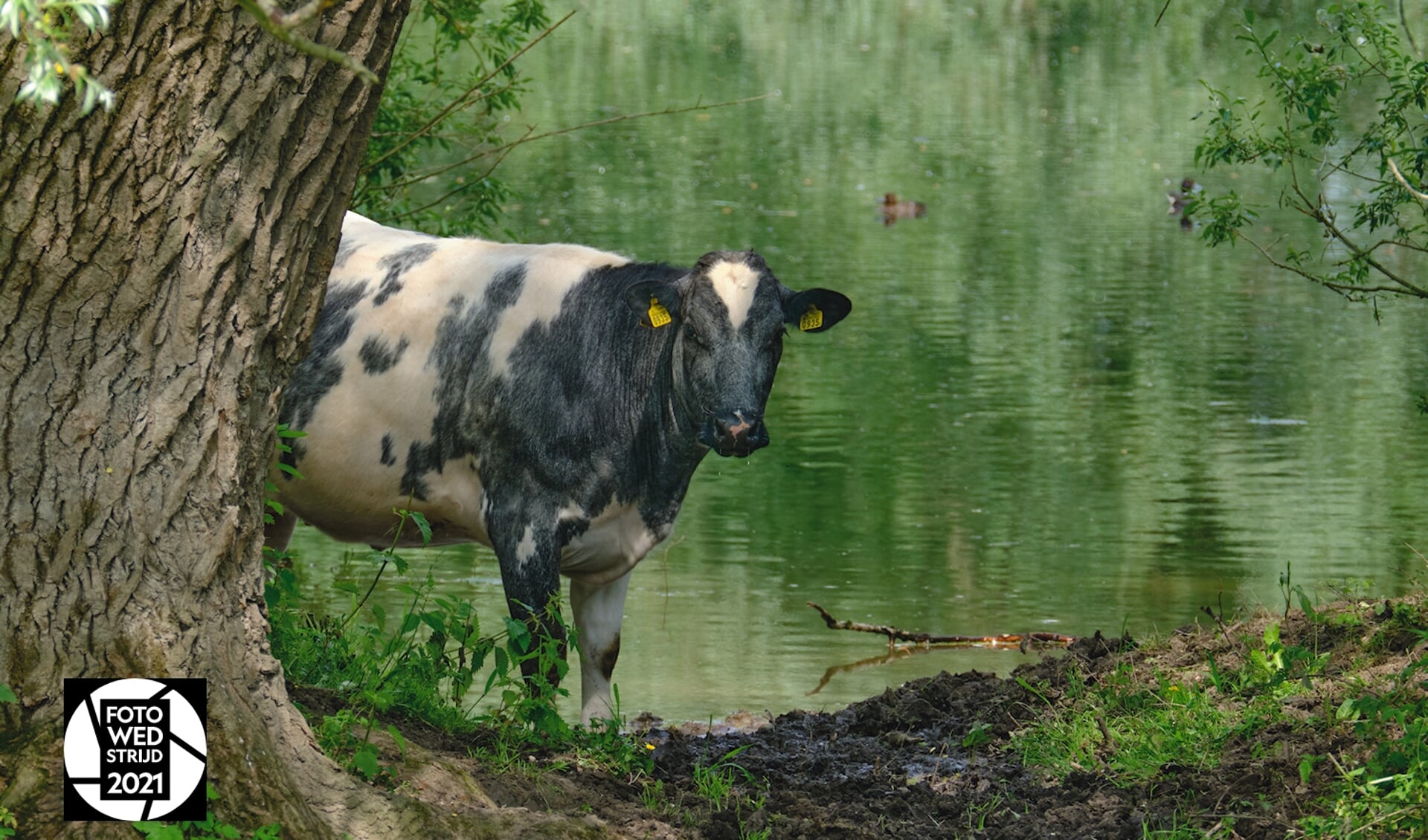 Een nieuwsgierige koe in de uiterwaarden van Dreumel.