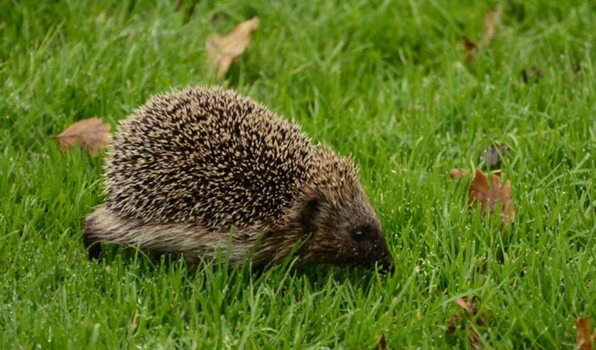 • De egel.