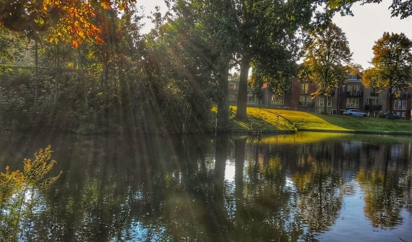• Bomen rond de algemene begraafplaats aan de Hoge Wal.