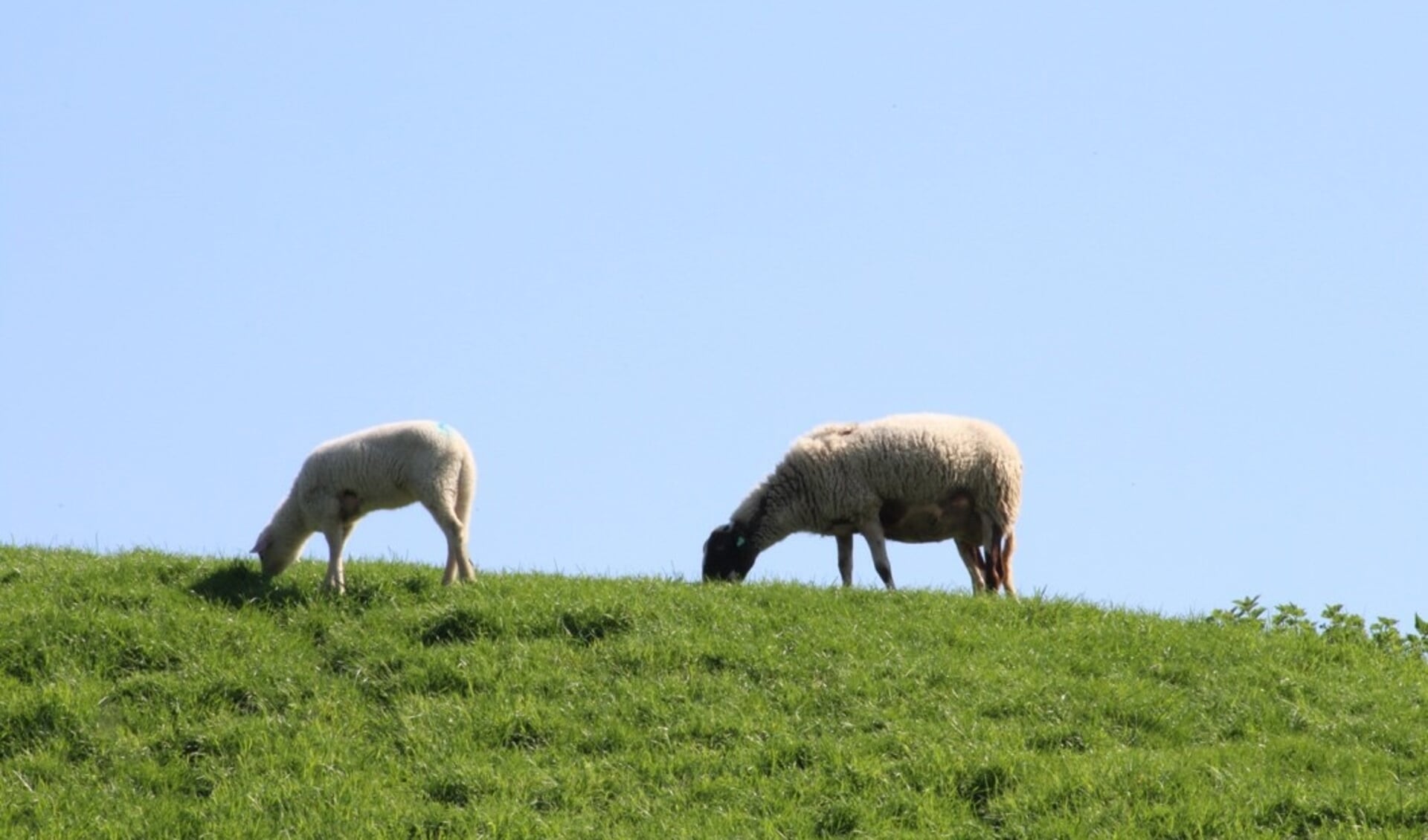 In het voorjaar mogen agrariërs hun dieren weer op de Lekdijk laten grazen. 