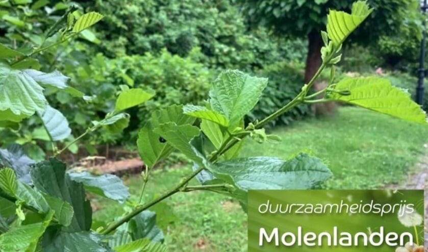 <p>Filmpjes van de genomineerden staan op www.molenlanden.nl/duurzaamheidsprijs-molenlanden </p>