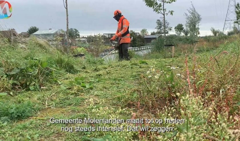 <p>Onderdeel van het nieuwe beleid is het gefaseerd maaien.</p>