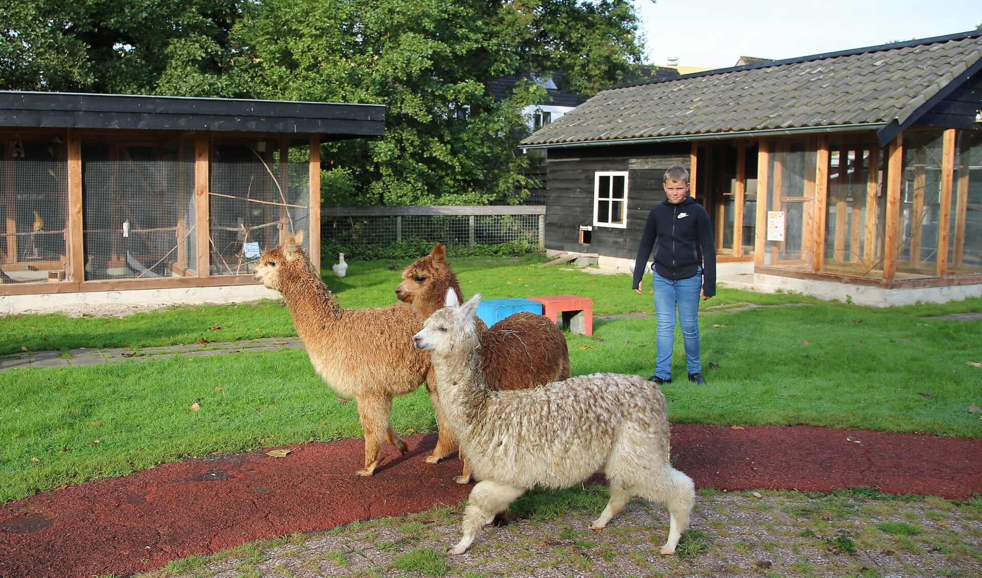 • Quinten Copier begeleidt de alpaca’s naar hun nieuwe onderkomen.