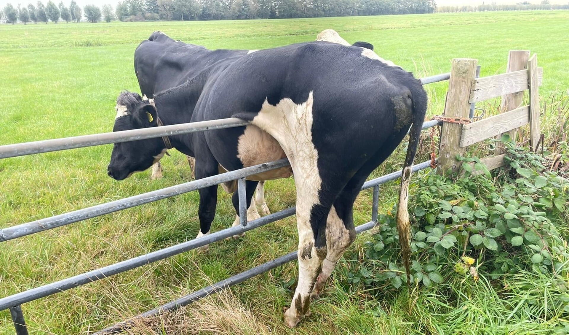 • De onfortuinlijke stier.