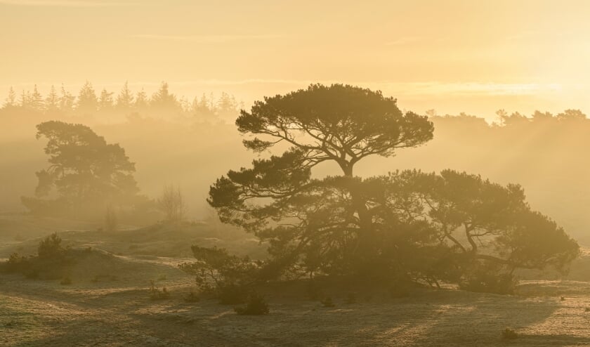 Solitaire vliegdennen bij een mistige zonsopkomst; Solitary Scots Pines during a misty sunrise